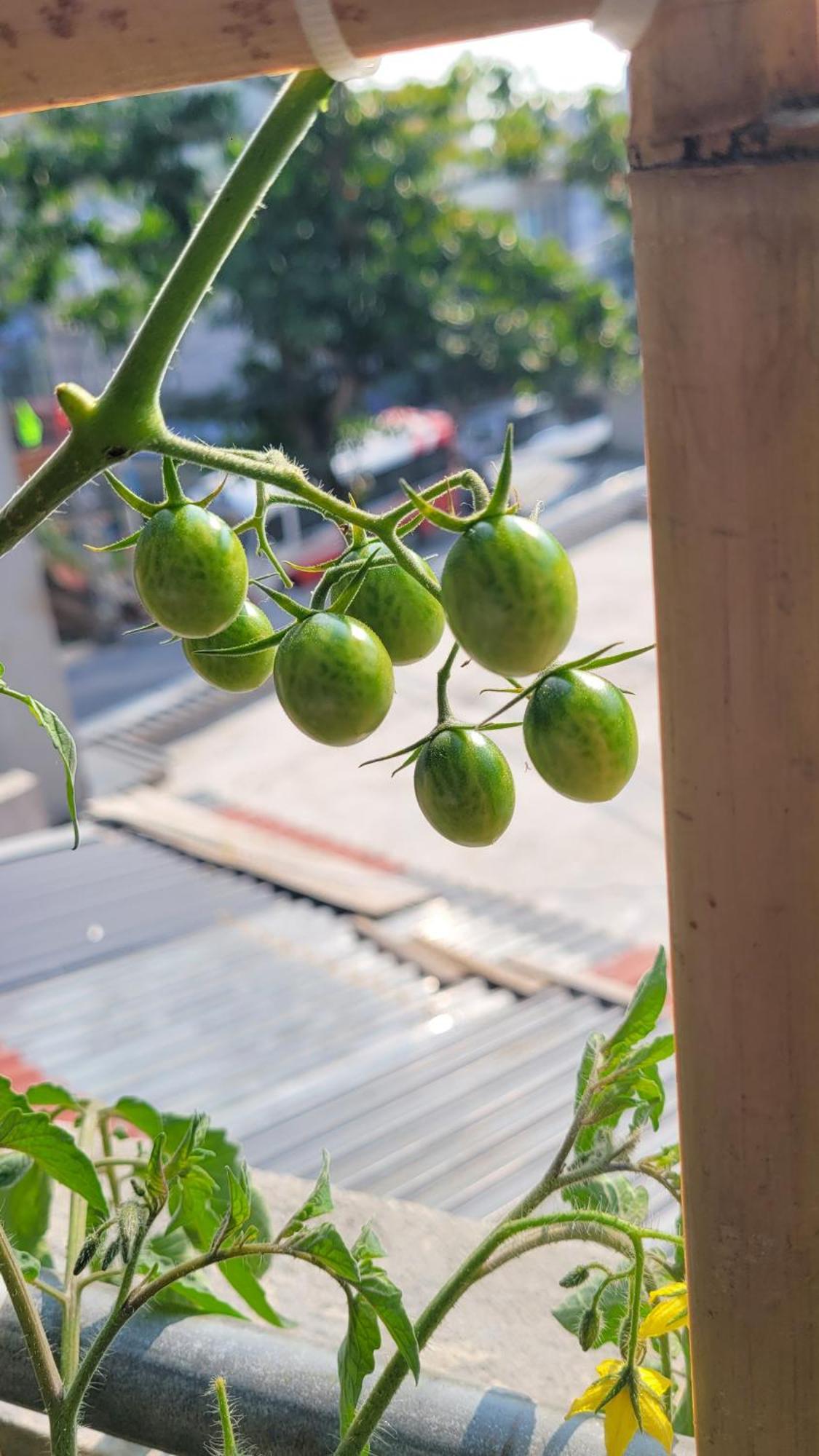 Отель Tiny Garden House Cat Ba Chan Chau Экстерьер фото