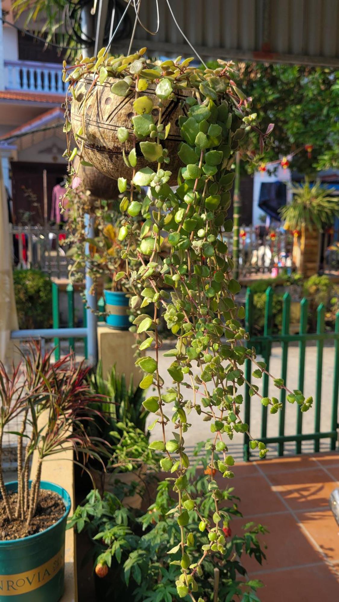 Отель Tiny Garden House Cat Ba Chan Chau Экстерьер фото